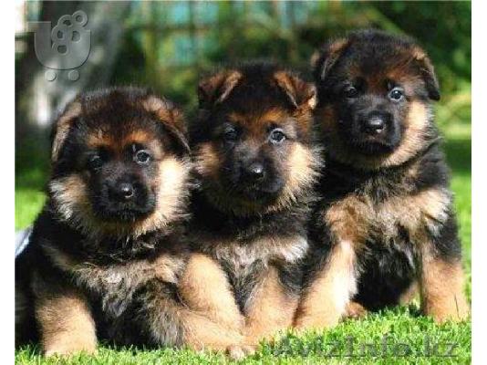 PoulaTo: GERMANIKA SHEPHERD koutávia Fabulous.